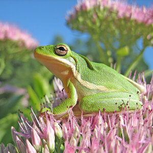 sedum_frog4