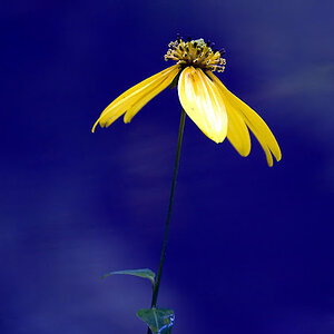 yellow_flower3