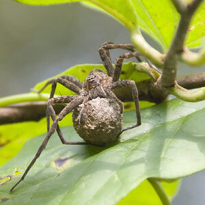 spider_with_eggs