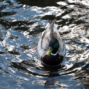 duck in wtaer