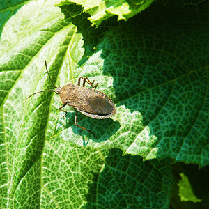 Bug on leaf