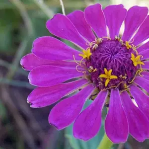 purple flower