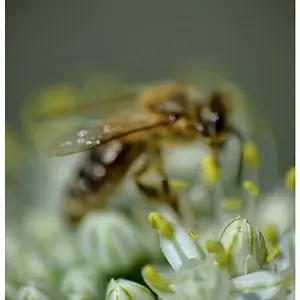 Macro with adapter Reynox DCR-250
