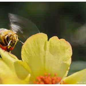 Macro with adapter Reynox DCR-250