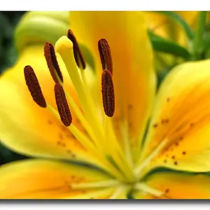 Flowers081
