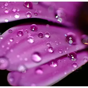 DSCF4505a