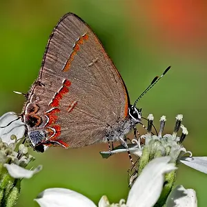 Red-banded Hairstreak
