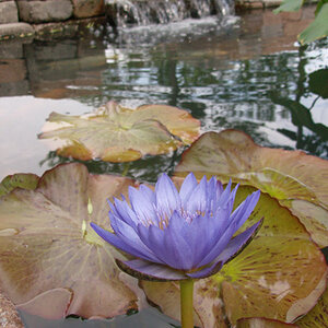 Lotus in my Pond