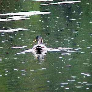 Duck Oblivious