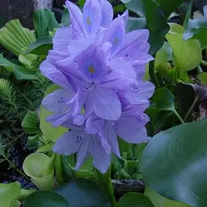 Hyacinth bloom in Pond