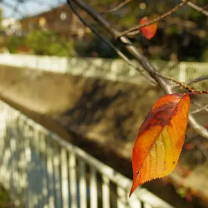 Autumn on the Kanda river, Tokyo