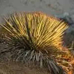 Spikey Plant