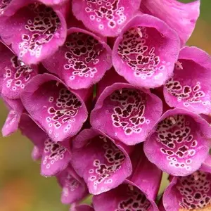 Spotted Flowers