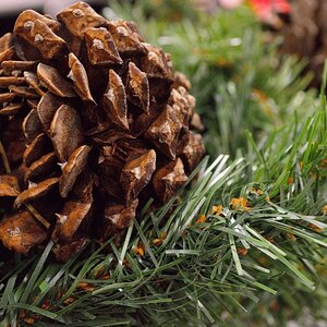 Pinecone