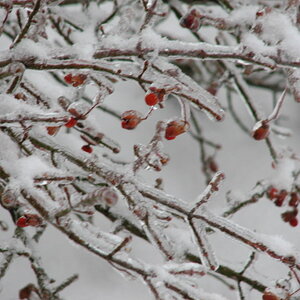 Frozen berries on bush