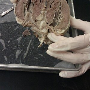 sheep heart cut in half