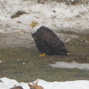 eagle in my grandparents backyard
