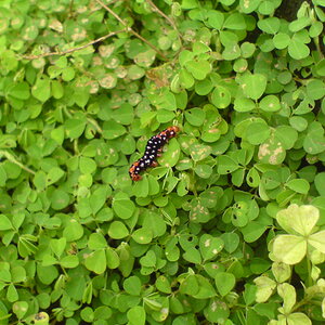 Caterpillar of Beautiful Sri Lanka