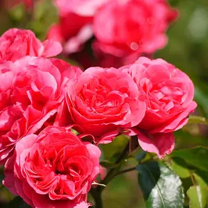 Photo of summer