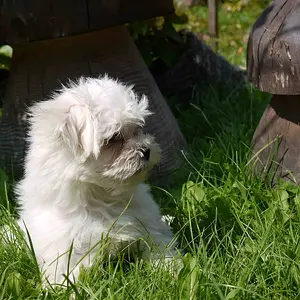 The little one