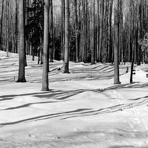 Deer Tracks