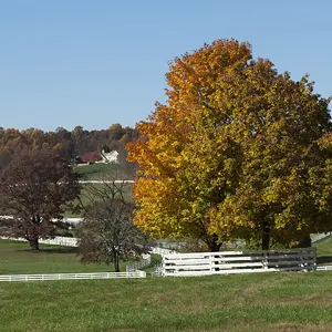 Farm_Landscape_FencedTree