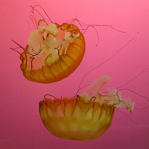 The Jellies