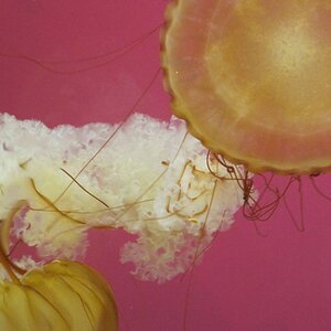 The Jellies