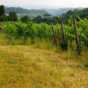 Tuscan vineyard - June 2011