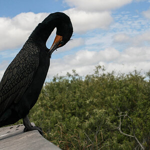 everglades_bird_5_profile_lr