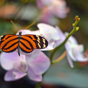 Butterfly-Orange-black_stripe