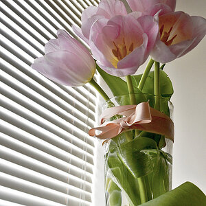 Indoor tulips