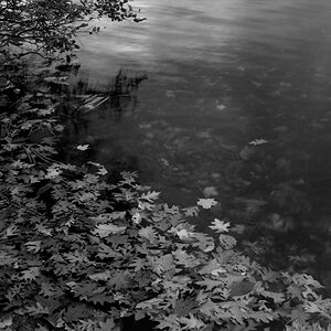 Harriman, Lake With Leaves