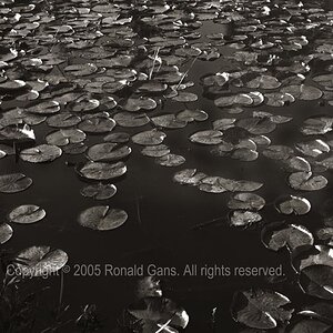 Ronald Gans Photography.com