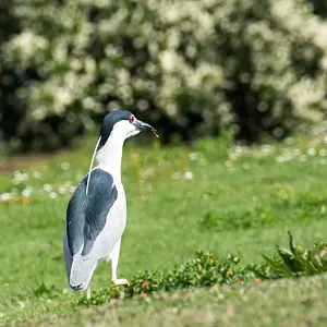 DSC_0264_s