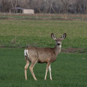 Deer in a field