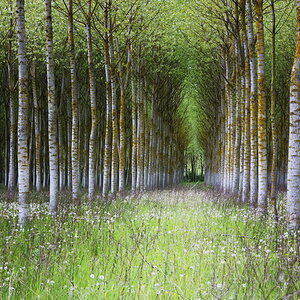 A wood in Burgundy