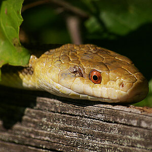Florida Rat Snake
