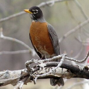 Robins Of Alberta