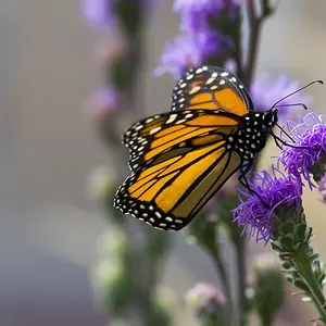 purplebuttersmall