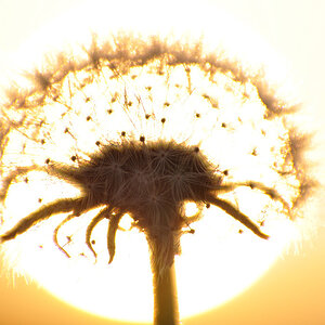 Dandelion with sun