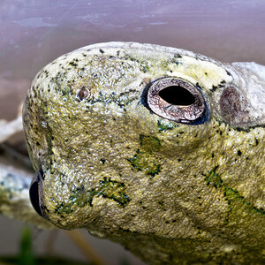 Frog, macro