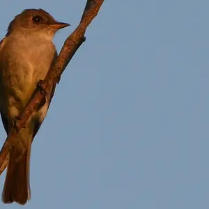Bird in a Tree