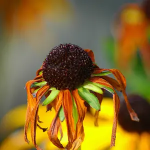 flower_saturated