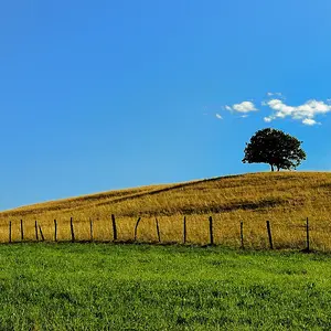 tree on hill