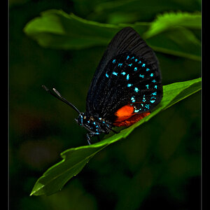 Atala Butterfly