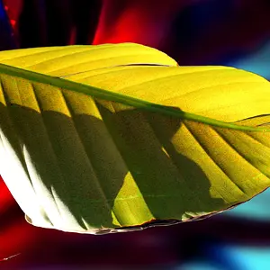 palm