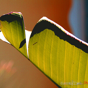 Palm Leaf 2