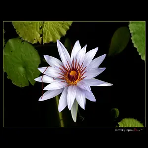 Lily Pad with Red String
