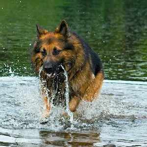 My GSD Bear